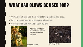 Claws | PPT