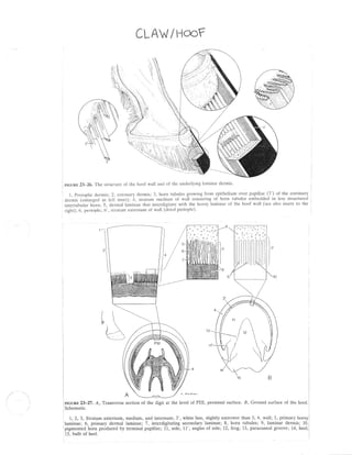 CLAW/HooF




 H C un s2 3 - 2 6 . T h e str u ctu r e o f th e h o o f w al l and of the underl yi ng l ami nar dermi s.

      1 , p e r io p lic d e r m is; 2 , co r o n a r y d e r mi s; 3, horn tubul es grow i ng from e^pi thel i um over papi l l ae (3') of the coronary
 d e r mis ( e n la r g e d in le ft in se t) ; i, str a tum medi um of w al l consi sti ng of horn tubul es embedded i n l ess stru c tured
 i n t e rtu b u la r h o r n ; 5 , d e r m a l la m in a e th at i nterdi gi tate w i th the horny l ami nae of the hoof w al l (see al so i nsets to the
 r i g h t) ;6 , p e r io p le ;6 ' , str a tu m e xte r n u m of w al l (dri ed peri opl e)




                                                                  /6
                                                                          7




                       rJ

        23-27.A, Transverse L L I u u u t the digit at the level of PIII, proximalsurface.,B, Ground surfaceof the hoof
lnrcunn L r t l .
llr G Ux E
                  a, ll4llbvcls9 sectionof L u s u r El L d L tr r e r u Yu r
                                 ls                                           Ptv^ I4 q r

;Schematic.

i t,2,3, Stratumexternum,medium, and internum; 3', white line, slightlynarroter than 3; 4, wall; 5, primary hornyj
ilaminae;6, primary dermal laminae; 7, interdigitatingsecondarylaminae; 8, horn tubules; 9, Iaminar dermis; 10,1
lpigmented horn produced by terminal papillae; 11, sole; 11', angles of sole; 12, frog;13, paracuneal groove; 14, heel;l
 15, bulb of heel.
 