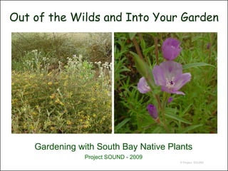 Out of the Wilds and Into Your Garden




    Gardening with South Bay Native Plants
                Project SOUND - 2009
                                       © Project SOUND
 