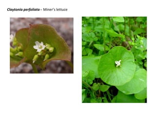 Claytonia perfoliata - Miner’s lettuce

 