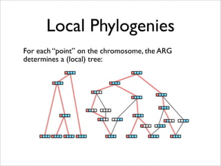 Local Phylogenies
For each “point” on the chromosome, the ARG
determines a (local) tree:
 