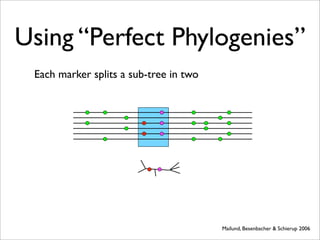 Using “Perfect Phylogenies”
 Each marker splits a sub-tree in two




                                        Mailund, Besenbacher & Schierup 2006
 