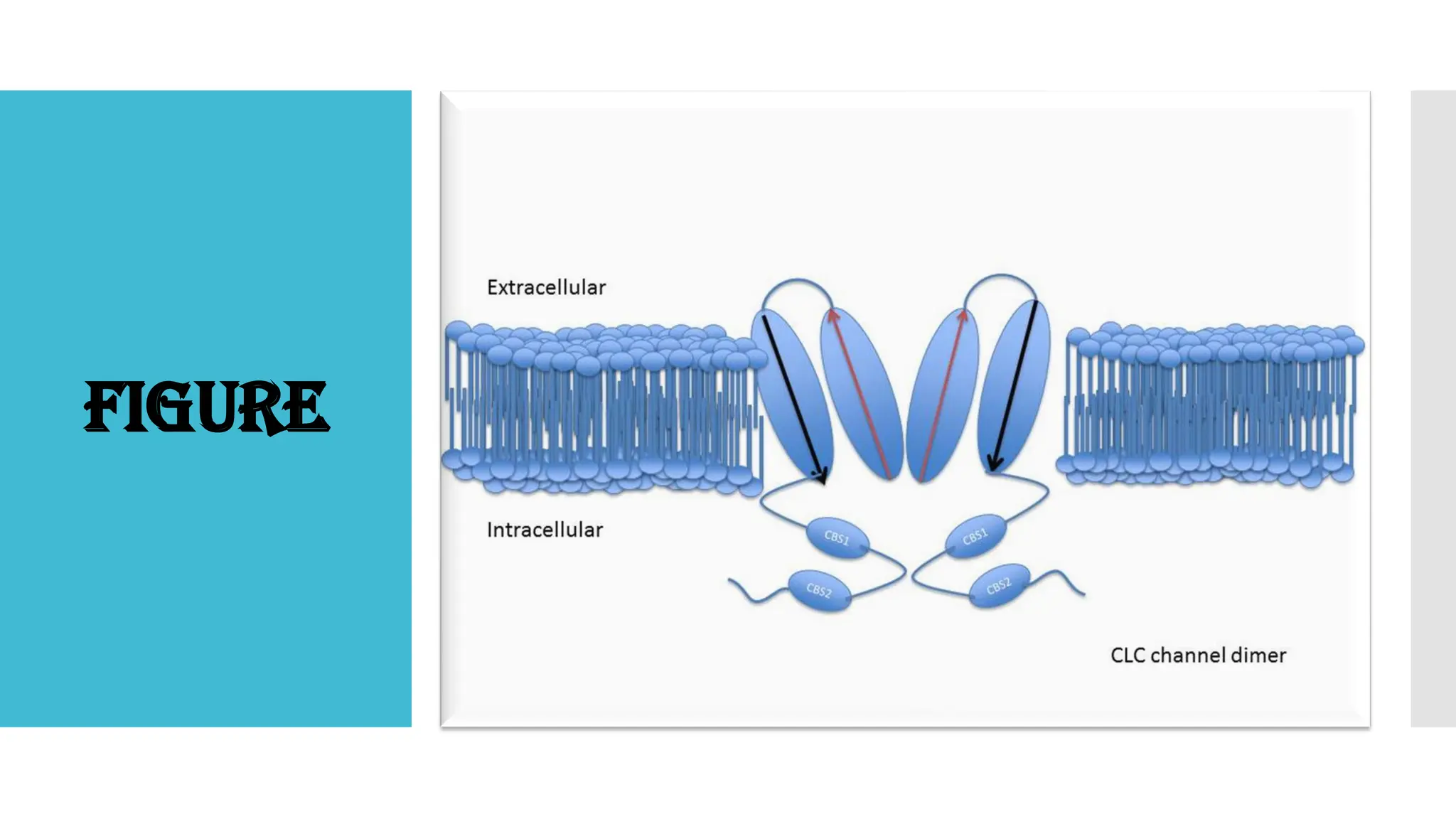 Chloride Channel / Ion Channels / Integral Membrane Proteins .pdf ...