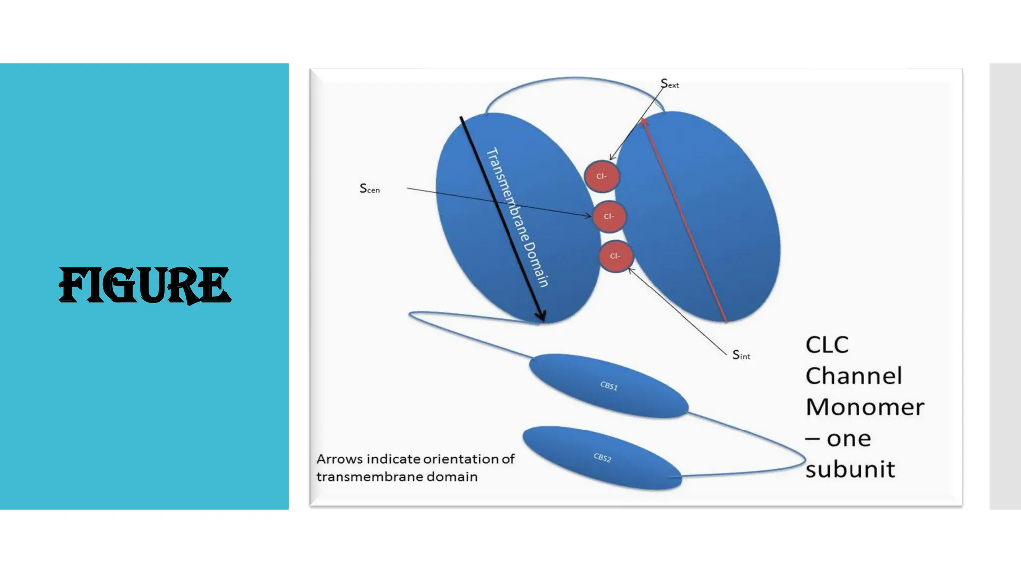 Chloride Channel / Ion Channels / Integral Membrane Proteins .pdf ...