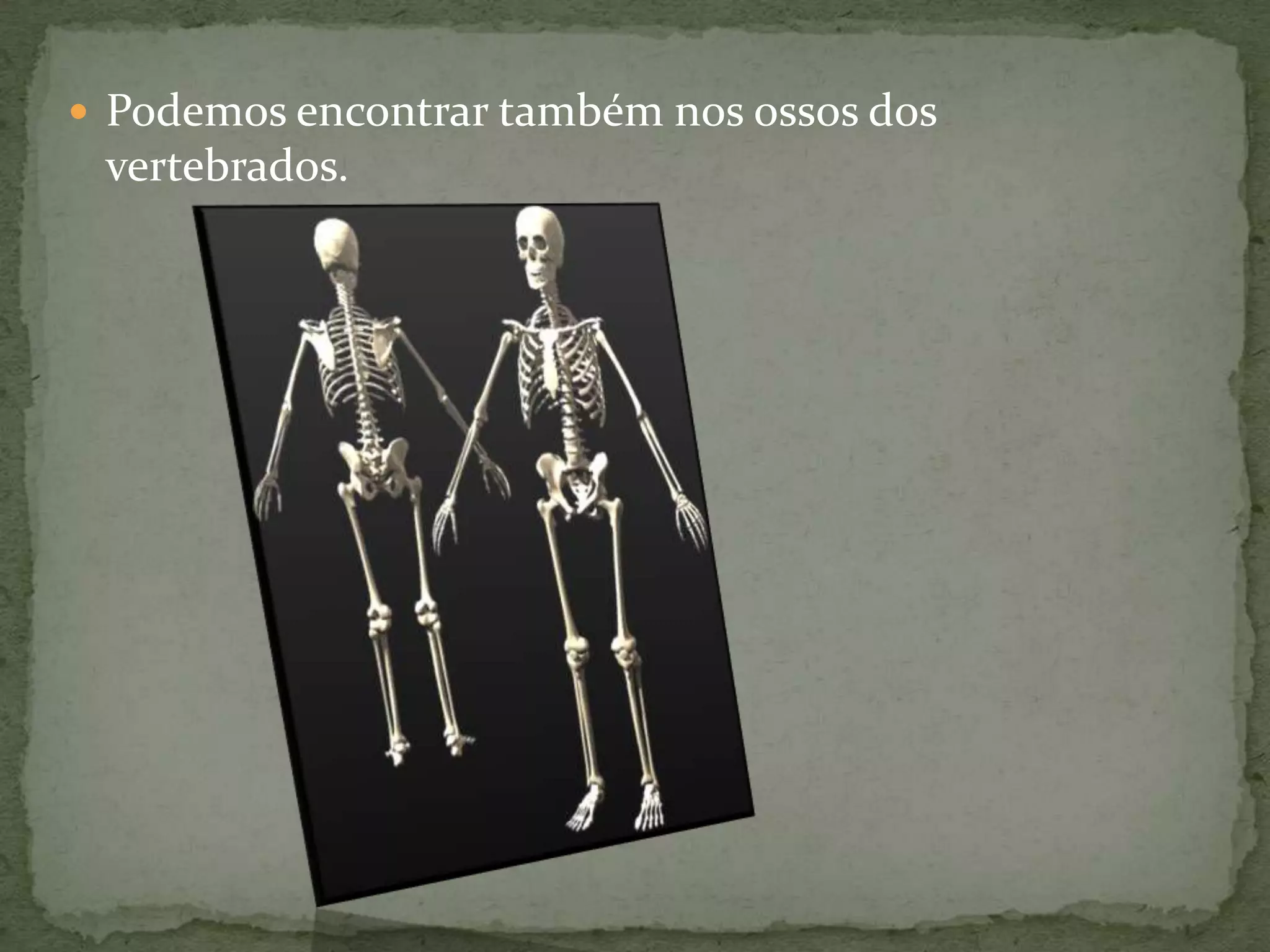  Podemos encontrar também nos ossos dos
vertebrados.