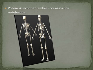  Podemos encontrar também nos ossos dos

vertebrados.

 