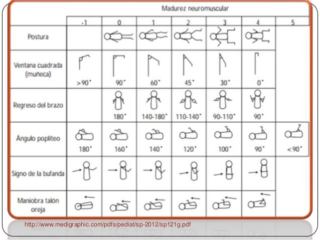 Test De Capurro En El Recien Nacido Pdf