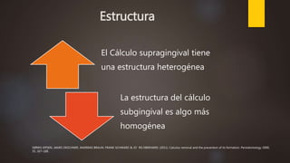 Estructura
El Cálculo supragingival tiene
una estructura heterogénea
La estructura del cálculo
subgingival es algo más
homogénea
SØREN JEPSEN, JAMES DESCHNER, ANDREAS BRAUN, FRANK SCHWARZ & JO¨ RG EBERHARD. (2011). Calculus removal and the prevention of its formation. Periodontology 2000,
55, 167–188.
 