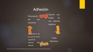 Adhesión
Fijación por
medio de
una película
orgánica
Traba
Mecánica
Adaptación de
los poros de la
superficie
interna del
cálculo
Penetración
de las
bacterias
Newman, Takei, Carranza. Periodontología Clínica de Carranza. 10ma edición, Editorial Interamericana.
 