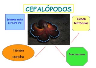 CEFALÓPODOS
Esquema hecho                   Tienen
 por Lara 5ºB                 tentáculos




                          Son marinos
 