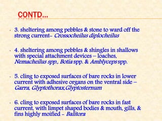 CONTD…
• 3. sheltering among pebbles & stone to ward off the
strong current- Crossocheilus diplocheilus
• 4. sheltering among pebbles & shingles in shallows
with special attachment devices – loaches,
Nemacheilus spp., Botia spp. & Amblyceps spp.
• 5. cling to exposed surfaces of bare rocks in lower
current with adhesive organs on the ventral side –
Garra, Glyptothorax,Glyptosternum
• 6. cling to exposed surfaces of bare rocks in fast
current, with limpet shaped bodies & mouth, gills, &
fins highly moified - Balitora
 