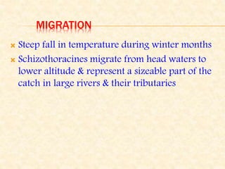 MIGRATION
 Steep fall in temperature during winter months
 Schizothoracines migrate from head waters to
lower altitude & represent a sizeable part of the
catch in large rivers & their tributaries
 