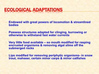 ECOLOGICAL ADAPTATIONS
• Endowed with great powers of locomotion & streamlined
bodies
• Possess structures adapted for clinging, burrowing or
otherwise to withstand fast water currents
• Very little food available – so mouth modified for rasping
encrusted organisms & removing algal slime off the
submerged rocks
• Lips modified for removing periphytic organisms- in snow
trout, mahseer, certain minor carps & minor catfishes
 