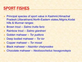 SPORT FISHES
 Principal species of sport value in Kashmir,Himachal
Pradesh,Uttarakhand,North-Eastern states,Nilgiris,Kodai
hills & Munnar ranges:
 Brown trout – Salmo trutta fario
 Rainbow trout – Salmo giardneri
 Golden mahseer – Tor putitora
 Deep bodied mahseer – Tor tor
 Copper mahseer – Tor mosal
 Black mahseer – Naziritor chelynoides
 Chocolate mahseer – Neolissocheilus hexagonolepis
 
