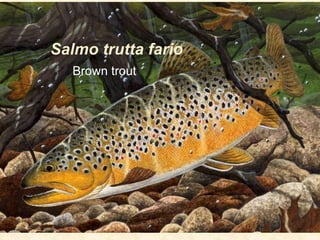 Salmo trutta fario
Brown trout
 