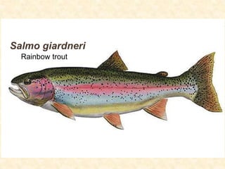 Salmo giardneri
Rainbow trout
 