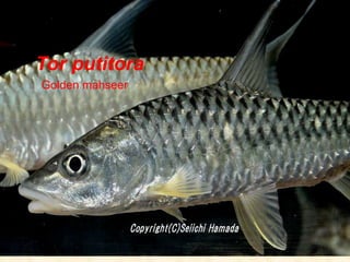 Tor putitora
Golden mahseer
 