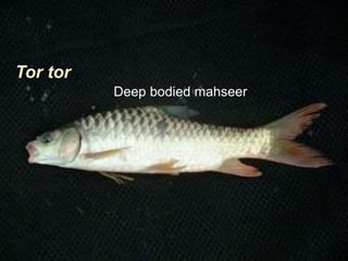 Tor tor
Deep bodied mahseer
 