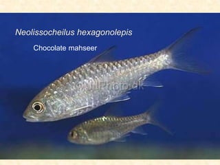 Neolissocheilus hexagonolepis
Chocolate mahseer
 
