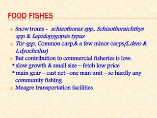 FOOD FISHES
 Snowtrouts- schizothorax spp., Schizothoraichthys
spp. & Lepidopygopsis typus
 Tor spp., Common carp,& a few minor carps(L.dero &
L.dyocheilus)
 But contribution to commercial fisheries is low:
* slow growth & small size – fetch low price
* main gear – cast net –one man unit – so hardly any
community fishing
 Meagre transportation facilities
 