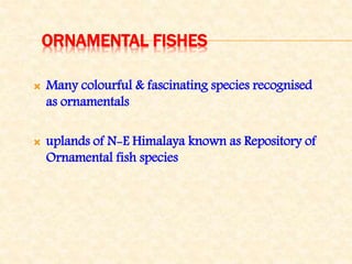 ORNAMENTAL FISHES
 Many colourful & fascinating species recognised
as ornamentals
 uplands of N-E Himalaya known as Repository of
Ornamental fish species
 