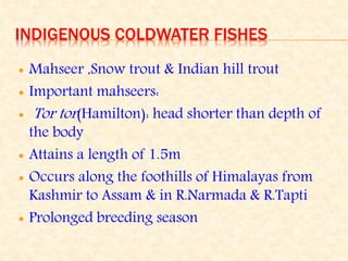 INDIGENOUS COLDWATER FISHES
 Mahseer ,Snow trout & Indian hill trout
 Important mahseers:
 Tor tor(Hamilton): head shorter than depth of
the body
 Attains a length of 1.5m
 Occurs along the foothills of Himalayas from
Kashmir to Assam & in R.Narmada & R.Tapti
 Prolonged breeding season
 