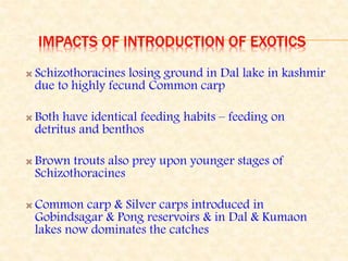 IMPACTS OF INTRODUCTION OF EXOTICS
 Schizothoracines losing ground in Dal lake in kashmir
due to highly fecund Common carp
 Both have identical feeding habits – feeding on
detritus and benthos
 Brown trouts also prey upon younger stages of
Schizothoracines
 Common carp & Silver carps introduced in
Gobindsagar & Pong reservoirs & in Dal & Kumaon
lakes now dominates the catches
 