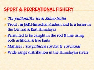 SPORT & RECREATIONAL FISHERY
 Tor putitora,Tor tor & Salmo trutta
 Trout : in J&K,Himachal Pradesh and to a lesser in
the Central & East Himalayas
 Permitted to be caught in the rod & line using
both artificial & live baits
 Mahseer : Tor putitora,Tor tor, & Tor mosal
 Wide range distribution in the Himalayan rivers
 