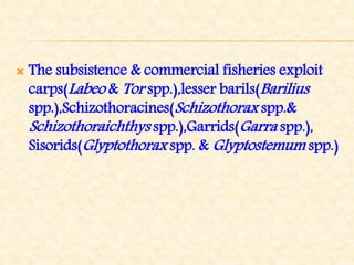  The subsistence & commercial fisheries exploit
carps(Labeo & Tor spp.),lesser barils(Barilius
spp.),Schizothoracines(Schizothorax spp.&
Schizothoraichthys spp.),Garrids(Garra spp.),
Sisorids(Glyptothorax spp. & Glyptostemum spp.)
 