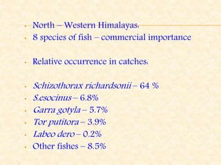 • North – Western Himalayas:
• 8 species of fish – commercial importance
• Relative occurrence in catches:
• Schizothorax richardsonii – 64 %
• S.esocinus – 6.8%
• Garra gotyla – 5.7%
• Tor putitora – 3.9%
• Labeo dero – 0.2%
• Other fishes – 8.5%
 