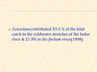  S.esocinus contributed 53.2 % of the total
catch in the coldwater stretches of the Indus
river & 21.9% in the Jhelum river(1998)
 