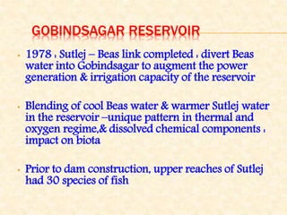 GOBINDSAGAR RESERVOIR
• 1978 : Sutlej – Beas link completed : divert Beas
water into Gobindsagar to augment the power
generation & irrigation capacity of the reservoir
• Blending of cool Beas water & warmer Sutlej water
in the reservoir –unique pattern in thermal and
oxygen regime,& dissolved chemical components :
impact on biota
• Prior to dam construction, upper reaches of Sutlej
had 30 species of fish
 