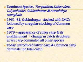  Dominant Species: Tor putitora,Labeo dero,
L.dyocheilus, Schizothorax & Aorichthys
seenghala
 1961-62: Gobindsagar stocked with IMCs
followed by a regular stocking of Common
carp
 1979 – appearance of silver carp & its
establishment - change in catch structure:
Silver carp dominated all other species
 Today, introduced Silver carp & Common carp
dominate the total catch
 