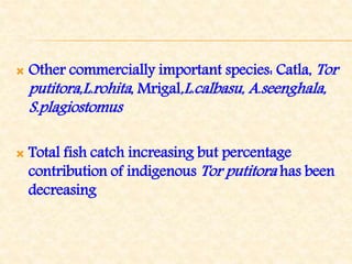  Other commercially important species: Catla, Tor
putitora,L.rohita, Mrigal,L.calbasu, A.seenghala,
S.plagiostomus
 Total fish catch increasing but percentage
contribution of indigenous Tor putitora has been
decreasing
 