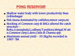 PONG RESERVOIR
Shallow water body with lower productivity than
Gobindsagar
Fish fauna dominated by catfishes,minor carps,etc
Stocking of Common carp & IMCs altered the catch
structure –
Rohu,A.seenghala,L.calbasu,T.putitora,Mrigal,W.att
u,Common carp,L.dero,Catla & Channa spp.
Maximum annual yield – 33.2kg/ha recorded in
1987-’88
 