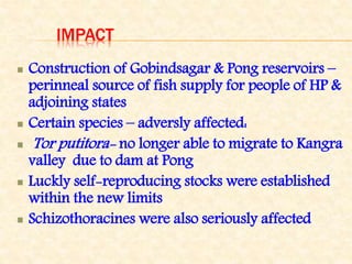 IMPACT
Construction of Gobindsagar & Pong reservoirs –
perinneal source of fish supply for people of HP &
adjoining states
Certain species – adversly affected:
Tor putitora- no longer able to migrate to Kangra
valley due to dam at Pong
Luckly self-reproducing stocks were established
within the new limits
Schizothoracines were also seriously affected
 