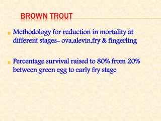 BROWN TROUT
Methodology for reduction in mortality at
different stages- ova,alevin,fry & fingerling
Percentage survival raised to 80% from 20%
between green egg to early fry stage
 