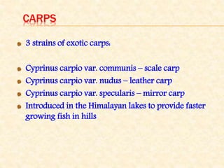 CARPS
3 strains of exotic carps:
Cyprinus carpio var. communis – scale carp
Cyprinus carpio var. nudus – leather carp
Cyprinus carpio var. specularis – mirror carp
Introduced in the Himalayan lakes to provide faster
growing fish in hills
 