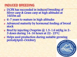INDUCED BREEDING
DCFR has succeeded in induced breeding of
Silver carp & Grass carp at high altitudes at
1600m asl
6-7 years to mature in high altitudes
Advanced maturity by hormonal feeding of brood
stock
Bred by injecting Ovaprim @ 1.3-1.6 ml/kg in 2-
3 doses during 14-16 hours at 22- 23°C.
Helps seed production during suitable growing
period(April-October)
 