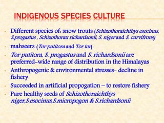 INDIGENOUS SPECIES CULTURE
• Different species of: snow trouts (Schizothoraichthys esocinus,
S.progastus , Schizothorax richardsonii, S. niger and S. curvifrons)
• mahseers (Tor putitora and Tor tor)
• Tor putitora, S. progastus and S. richardsonii are
preferred-wide range of distribution in the Himalayas
• Anthropogenic & environmental stresses- decline in
fishery
• Succeeded in artificial propogation – to restore fishery
• Pure healthy seeds of Schizothoraichthys
niger,S.esocinus,S.micropogon & S.richardsonii
 