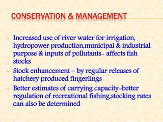 CONSERVATION & MANAGEMENT
• Increased use of river water for irrigation,
hydropower production,municipal & industrial
purpose & inputs of pollutants- affects fish
stocks
• Stock enhancement – by regular releases of
hatchery produced fingerlings
• Better estimates of carrying capacity-better
regulation of recreational fishing,stocking rates
can also be determined
 