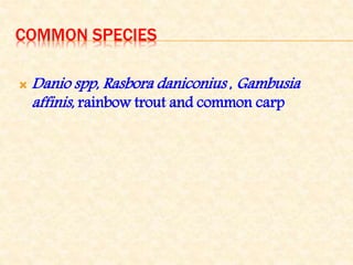 COMMON SPECIES
 Danio spp, Rasbora daniconius , Gambusia
affinis, rainbow trout and common carp
 