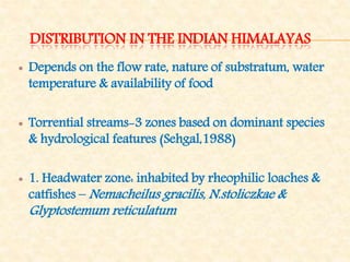 DISTRIBUTION IN THE INDIAN HIMALAYAS
 Depends on the flow rate, nature of substratum, water
temperature & availability of food
 Torrential streams-3 zones based on dominant species
& hydrological features (Sehgal,1988)
 1. Headwater zone: inhabited by rheophilic loaches &
catfishes – Nemacheilus gracilis, N.stoliczkae &
Glyptostemum reticulatum
 