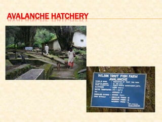 AVALANCHE HATCHERY
 