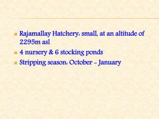  Rajamallay Hatchery: small, at an altitude of
2295m asl
 4 nursery & 6 stocking ponds
 Stripping season: October - January
 