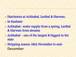  Hatcheries at Achhabal, Laribal & Harwan:
 In Kashmir
 Achhabal- water supply from a spring, Laribal
& Harwan from streams
 Achhabal – one of the largest & biggest in the
state
 Stripping season: Mid-November to end-
December
 