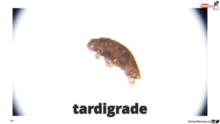 109
tardigrade
 