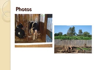 Challenges in assessing impacts in dairy farming and dairy processing