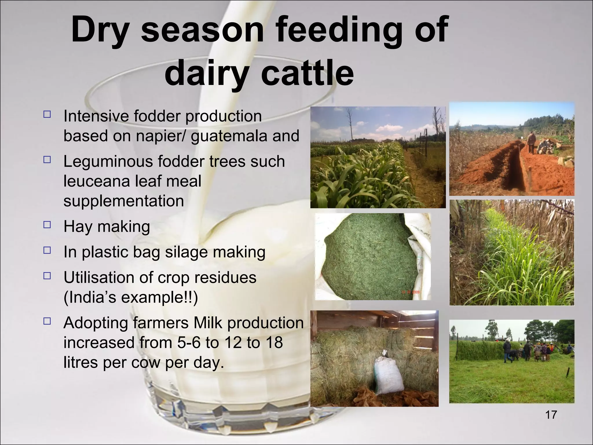 Dry season feeding of
dairy cattle
 Intensive fodder production
based on napier/ guatemala and
 Leguminous fodder trees such
leuceana leaf meal
supplementation
 Hay making
 In plastic bag silage making
 Utilisation of crop residues
(India’s example!!)
 Adopting farmers Milk production
increased from 5-6 to 12 to 18
litres per cow per day.
17
 