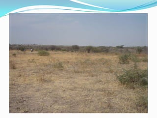 Dairy production and related environmental issues in Tanzania